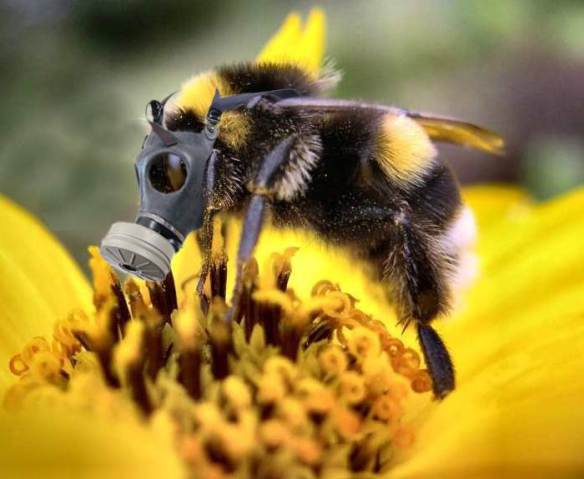 Abeilles en danger