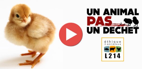 Enquête broyage de poussins