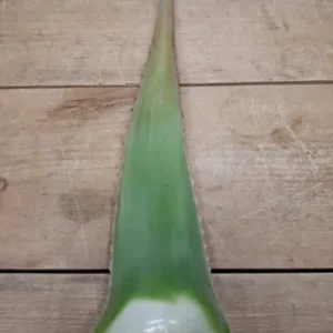 L'Aloé Vera